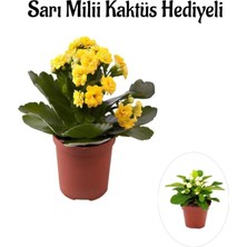 Serada Decor Plant Sevgililer Gününe Özel Sarı Renk Kalanşo-Emel Hanım Çiçeği Sarı Milli Hediyeli