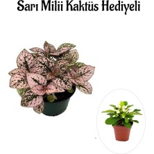Serada Decor Plant Sevgililer Gününe Özel Toz Pembe Zarif Yapraklı Hostes Çiçeği Sarı Milli Hediyeli