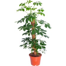 Serada Decor Plant Videolu Şeflera Şemsiye Ağacı (20 40 Cm)1 Adet Saksılı Iç Mekan Bitkisi Schefflera