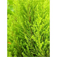 Serada Decor Plant Videolu Limon Servi Çam Fidanı (30 50 Cm)1 Adet Saksılı/tüplü Salon/dış Mekan Cupressus Macrocarpa