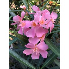 Serada Decor Plant Zakkum Fidanı Pembe Tüplü Renk