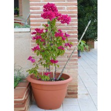 Serada Decor Plant Videolu Pembe Begonvil (50 70 Cm)1 Adet Saksılı/ Tüplü Çiçekli Bitki Bougainvillea