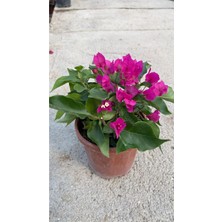 Serada Decor Plant Çalı Begonvil Pembe Dolgun Ürün Bougainvillea