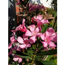 Serada Decor Plant Videolu Zakkum Fidanı 2 Adet Pembe-Beyaz Saksılı/tüplü (70-100CM) Dış Mekan (Oleanders)