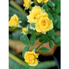 Serada Decor Plant Videolu Landora Gül Sarı Renkli (30 60 Cm) 1 Adet Saksılı Aşılı Gül Fidanı Yellow Rose