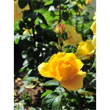 Serada Decor Plant Videolu Landora Gül Sarı Renkli (30 60 Cm) 1 Adet Saksılı Aşılı Gül Fidanı Yellow Rose