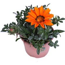 Serada Decor Plant Gazanya Çiçeği – Koyun Gözü Saksı'da (Gazania)
