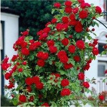 Serada Decor Plant Kırmızı Yediveren Sarmaşık Gül Fidanı 10-20 cm