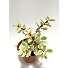 Serada Decor Plant Yeşil Portulaca Afra Variegata Sukulent Bitkisi