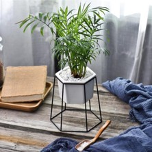 Serada Decor Plant Chamaedorea Elegans - Dağ Palmiyesi - Ev ve Ofis Bitkisi (40-50CM)