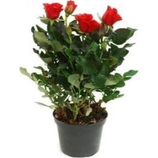 Serada Decor Plant Minyatür Gül Kırmızı