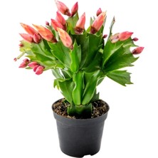 Serada Decor Plant Yılbaşı Çiçeği, Zygocactüs