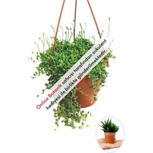 Serada Decor Plant Tesbih Çiçeği | Bezelye Kolyesi | Boncuk Çiçeği (20~40 Cm)
