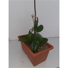 Serada Decor Plant Mum Çiçeği 20~40 cm