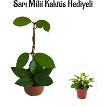 Serada Decor Plant Sevgililer Gününe Özel Beyaz Renk Hoya-Mum Çiçeği Sarı Milli Kaktüs Hediyeli