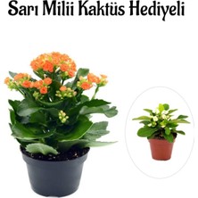 Serada Decor Plant Sevgililer Gününe Özel Turuncu Kalanşo-Emel Hanım Çiçeği Sarı Milli Kaktüs Hediyeli