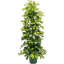 Serada Decor Plant Sevgililer Gününe Özel Parlak Yapraklı Alacalı Şeflera Bitkisi Tül