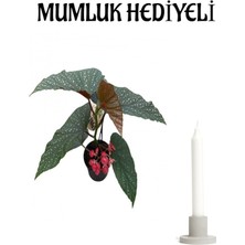 Serada Decor Plant Çiçekli Çilli Begonya Çiçeği Sevgililer Gününe Özel Mumluk Hediyeli