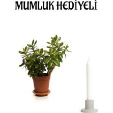 Serada Decor Plant Sevgililer Gününe Özel Parlak Yapraklı Para Çiçeği Mumluk Hediyeli