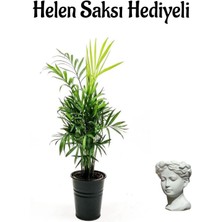 Serada Decor Plant Sevgililer Gününe Özel Şamador Dağ Palmiyesi Bitkisi Helen Saksı Hediyeli