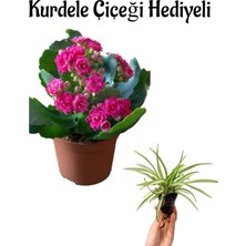 Serada Decor Plant Hediyelik Pembe Renk Kalanşo(Kalanchoe) Çiçeği Sevgililer Gününe Özel Kurdele Çiçeği Hediyeli