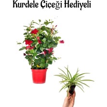 Serada Decor Plant Mis Kokulu Kırmızı Renk Mandevilla Çiçeği Sevgililer Gününe Özel Kurdele Çiçeği Hediyeli