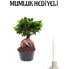 Serada Decor Plant Hediyelik Bonsai Bitkisi Sevgililer Gününe Özel Mumluk Hediyeli