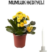 Serada Decor Plant Hediyelik Sarı Kalanşo (Kalanchoe) Çiçeği Mumluk Hediyeli Sevgililer Günü Hediyesi