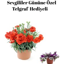 Serada Decor Plant Sevgililer Gününe Özel Kırmızı Renk Kokulu Karanfil Çiçeği Telgraf Hediyeli