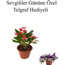 Serada Decor Plant Sevgililer Gününe Özel Kırmızı Renk Milli Diken-Kaktüs Telgraf Hediyeli