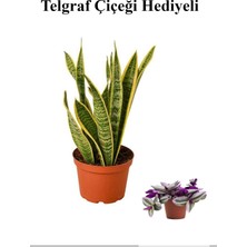 Serada Decor Plant Hediyelik Sarı Alacalı Paşa Kılıcı Bitkisi Sevgililer Gününe Özel Telgraf Hediyeli