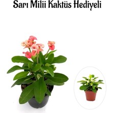 Serada Decor Plant Pembe Çiçekli Milli Dikenler Tacı Kaktüs Sevgililer Gününe Özel Sarı Milli Hediyeli