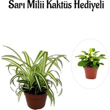 Serada Decor Plant Sarı Yeşil Yapraklı Kurdele Çiçeği Sevgililer Gününe Özel Sarı Milii Kaktüs Hediyeli