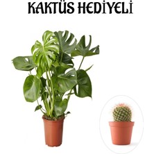 Serada Decor Plant Parlak Geniş Yapraklı Deve Tabanı Bitkisi Sevgililer Gününe Özel Kaktüs Hediyeli