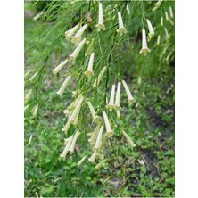 Serada Decor Plant Videolu 1 Adet Beyaz Mercan Çiçeği Fidanı 20-40 cm Tüplü Çiçekli Bodur Bitki Russelia Equisetiformis