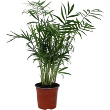 Serada Decor Plant Ithal Mini Chamaedorea Elegans Dağ Palmiyesi Şamadora Salon Palmiyesi Areka Palmiyesi 40-45CM