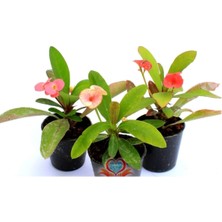 Serada Decor Plant 3 Dikenler Tacı Pembe,kırmızı,beyaz