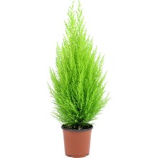 Serada Decor Plant Limon Kokulu Limoni Servi Cupressus Ev Ofis Salon Çamı 30-40 cm