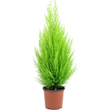 Serada Decor Plant Limon Kokulu Limoni Servi Cupressus Ev Ofis Salon Çamı 30-40 cm