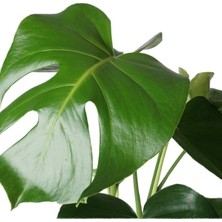 Serada Decor Plant Monstera Deliciosa Deve Tabanı Ev Ofis Salon Iç Mekan Bitkisi - 40-50 cm