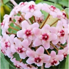 Serada Decor Plant Mum Çiçeği Fidesi 1AD