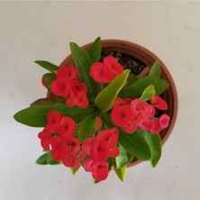 Serada Decor Plant Dikenler Tacı Kırmızı Tropikada Millie Euphorbia (Kırmızı)