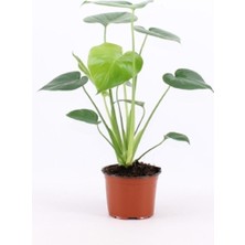 Serada Decor Plant Deve Tabanı Bitkisi - Monstera Deliciosa-Ithal 35-50 cm