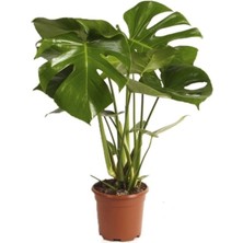 Serada Decor Plant Deve Tabanı Bitkisi 90 110 cm Monstera Deliciosa Bitkisi Ev Bitkisi Ofis Bitkisi Salon Bitkisi