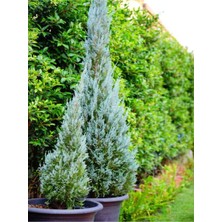 Serada Decor Plant Videolu Muheteşem Renkli Mavi Leylandi Fidanı (40 60CM)1 Adet Tüplü Cupressocyparis Leylandii