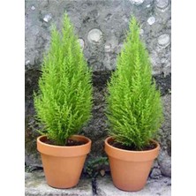 Serada Decor Plant Limon Kokulu Limoni Servi Cupressus Ev Ofis Salon Çamı 30-40 cm