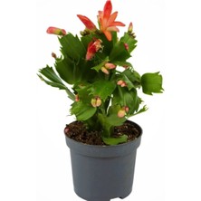 Serada Decor Plant Yılbaşı Çiçeği,yılbaşı Kaktüsü,kırmızı Renk 7 cm Saksıda.
