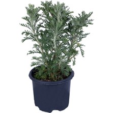 Serada Decor Plant Sarı Papatya - Sarı Çalı Papatyası (Euryops Pectinatus) Saksı'da