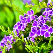 Serada Decor Plant Beni Unutma Mor Duranta Çalısı-Ağaç Menekşesi