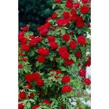 Serada Decor Plant Kırmızı Sarılıcı Gül 100 cm